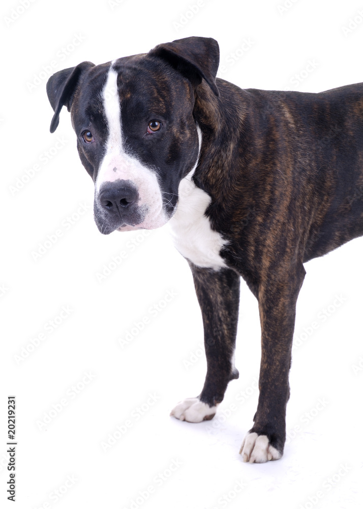 HundePortrait HundePortrait
