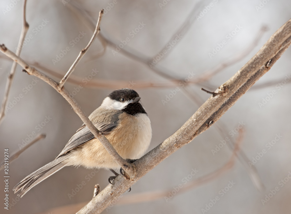 Black-capped Chickadee (Poecile atricapilla) Black-capped Chickadee (Poecile atricapilla)