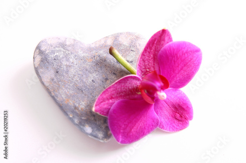 herz,orchidee