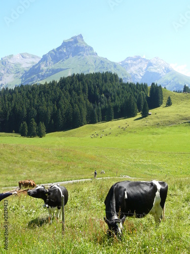 Vacas en el prado en los Alpes