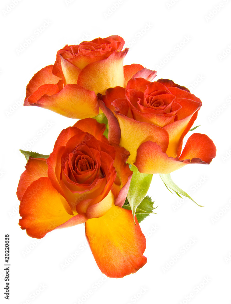 Fototapeta premium Beautyful roses