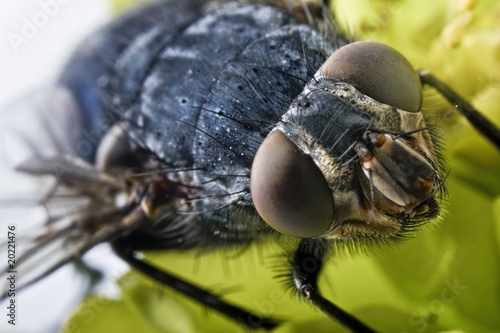 extrem close-up of a fly head