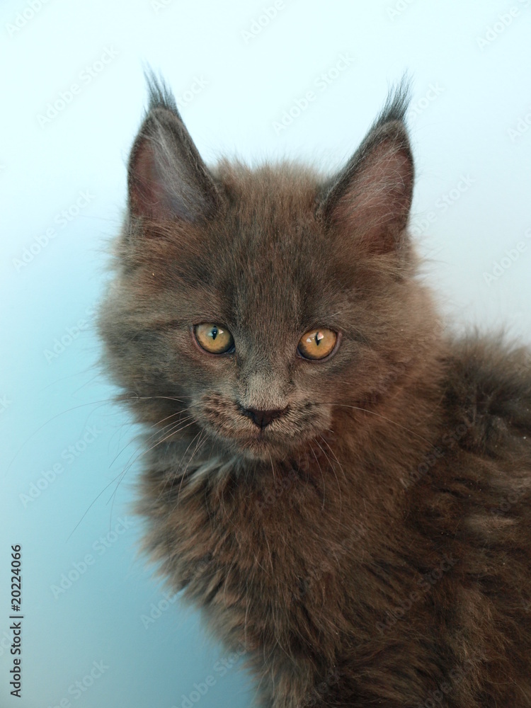 Fototapeta premium mały puchatek