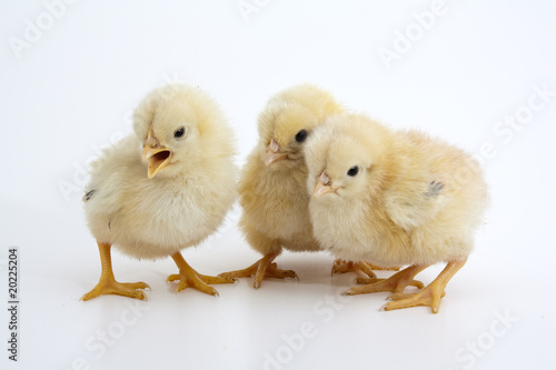 Fototapet tweeting chicks