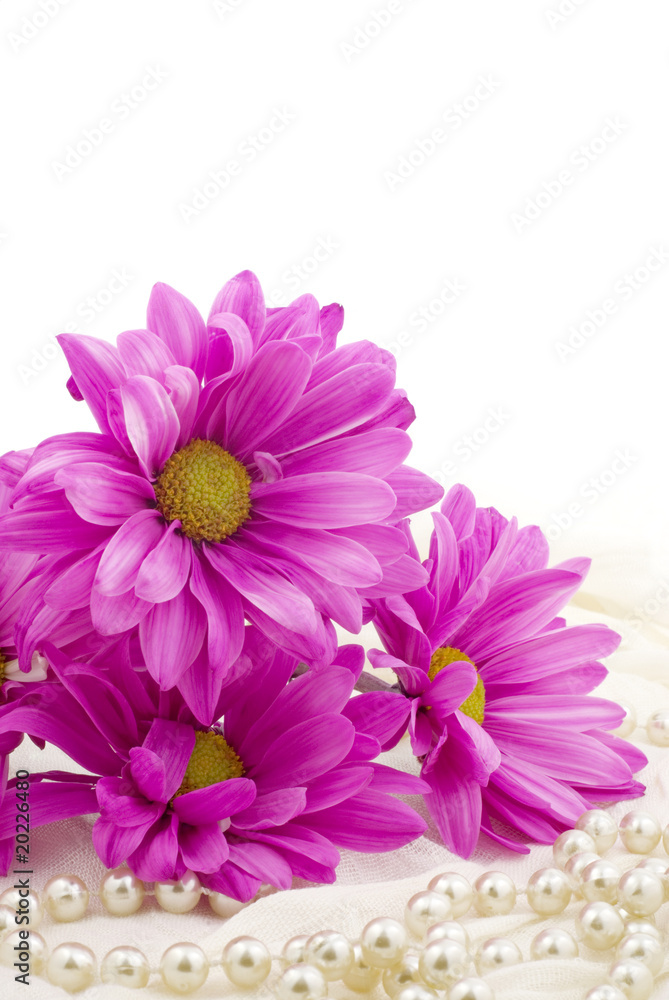 Pink Daisies on White Background