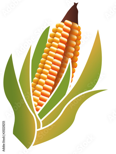 pannocchia