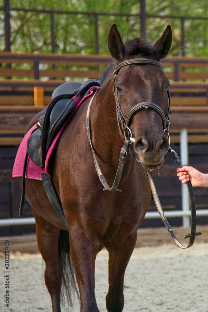 Thoroughbred bay horse Thoroughbred bay horse