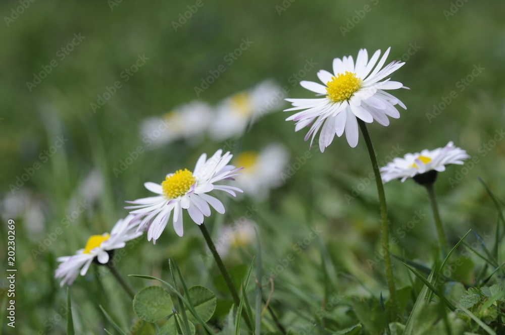 Gänseblümchen Gänseblümchen