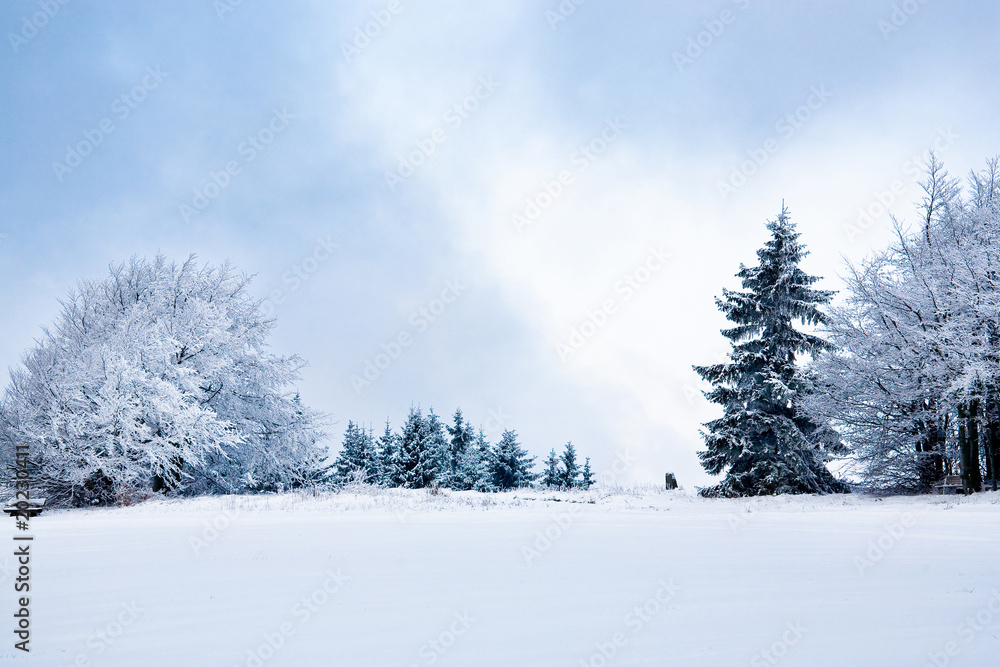winter forest winter forest
