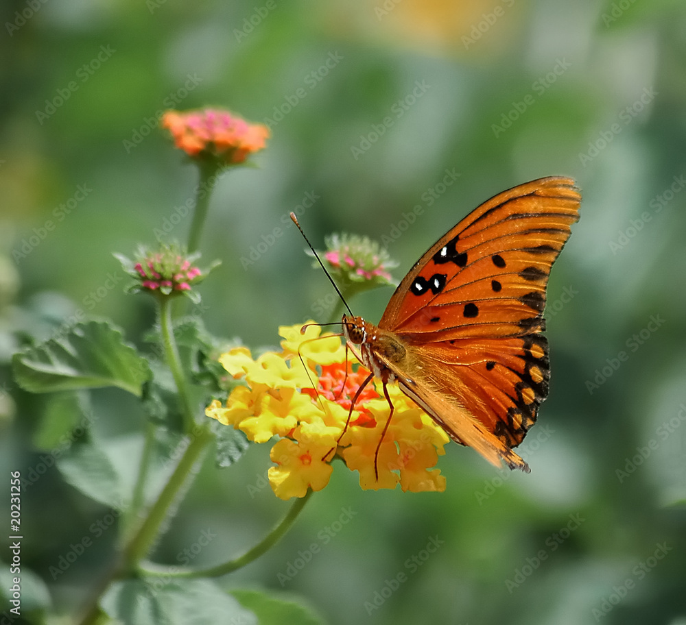 Obraz premium butterfly