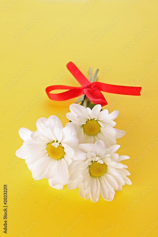 Obraz premium White camomile on blue background