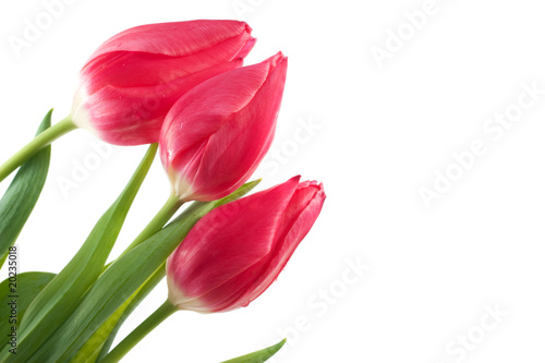 spring tulips isolated