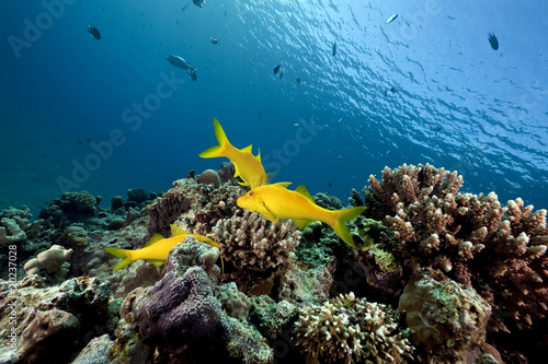 Fototapeta Naklejka Na Ścianę i Meble -  Yellowsaddle goatfish and ocean
