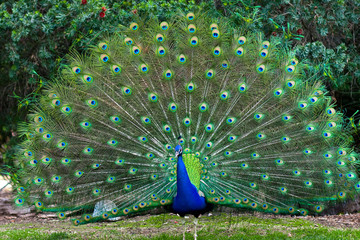 Fototapete Pfau Pfau mit gefächertem Schwanzgefieder  © Shawn Hempel