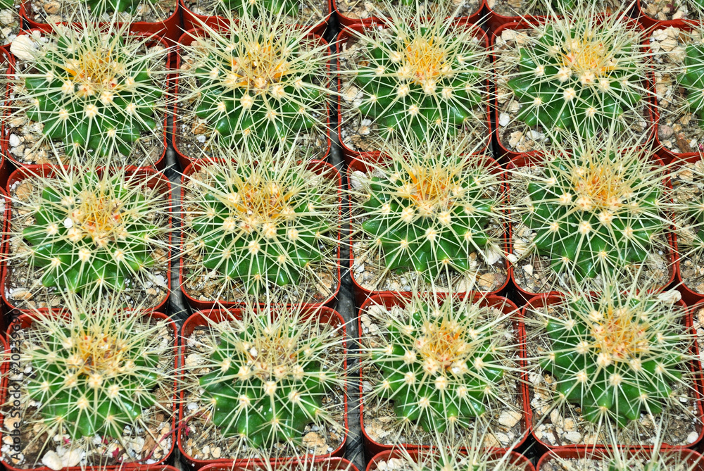 Golden barrel cactus Golden barrel cactus