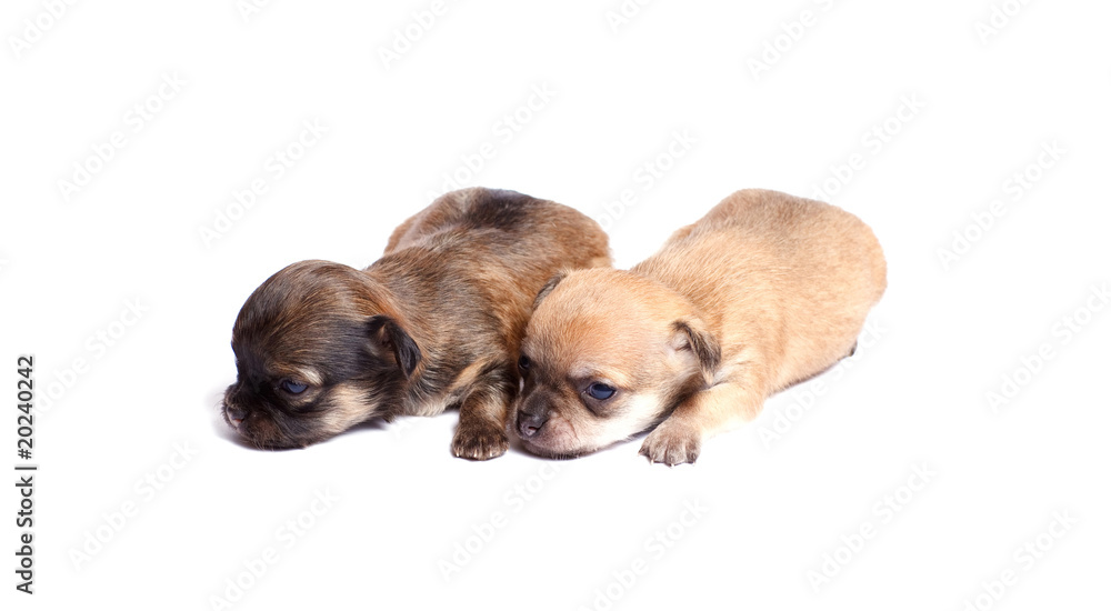 two chihuahua puppy