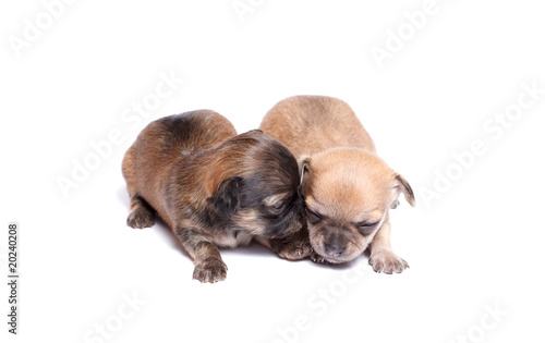 Fototapeta Naklejka Na Ścianę i Meble -  two chihuahua puppy