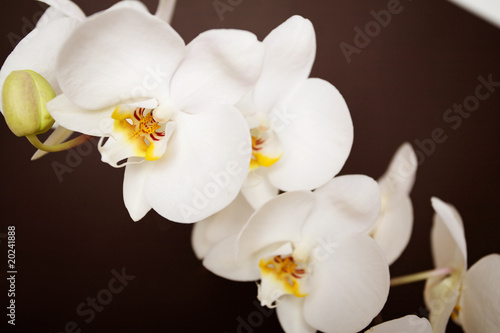 Beautiful orchid on brown background