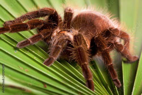 Scary Spider on Leaf!