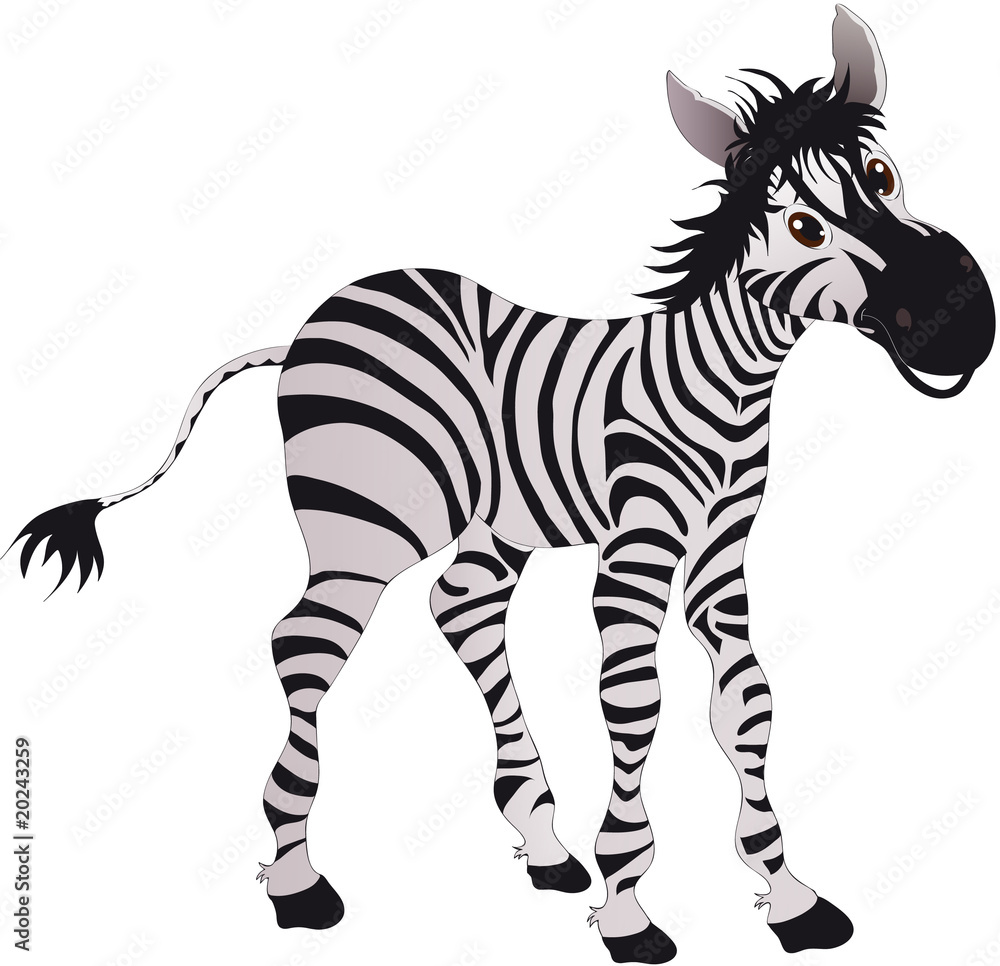 zebra