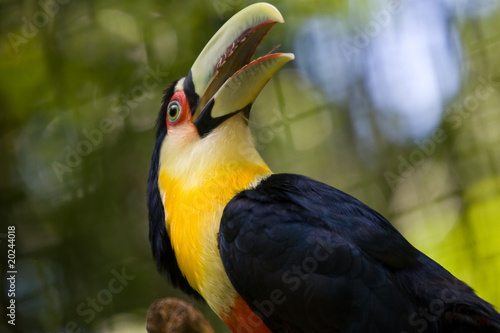 Tucan im Vogelpark Iguacu photo