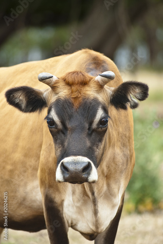 Thoughtful cow looking at camera