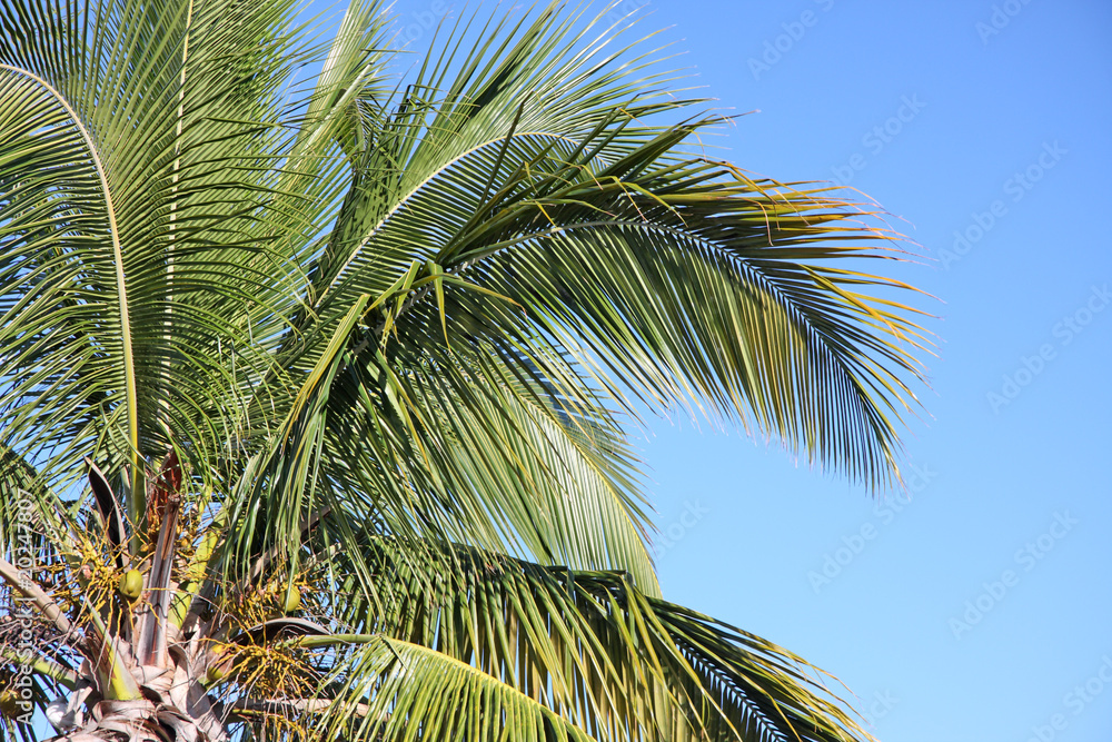 cocotier arbre tropical  fond ciel bleu