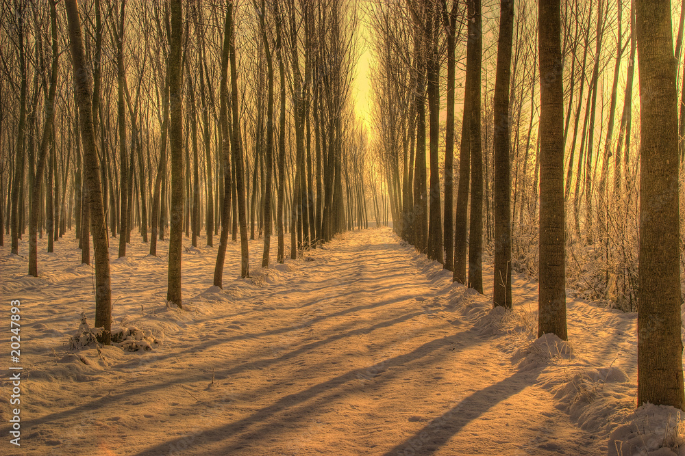 Naklejka premium pioppi