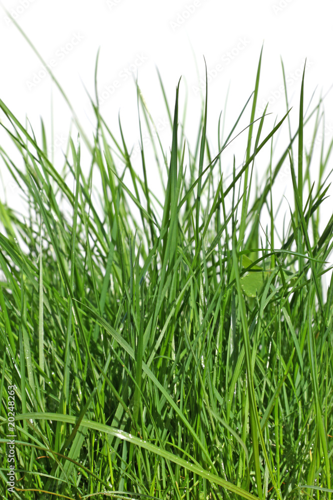 herbe fond blanc herbe fond blanc