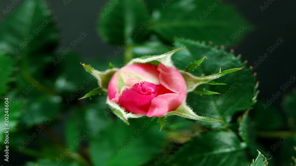 HD1080p Rose Flower Time Lapse