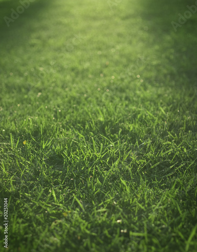 end day lights falling over green grass