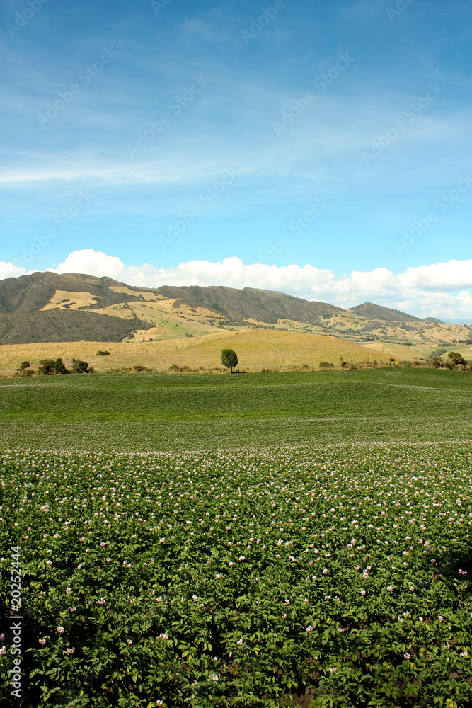Fields planted with potatoes in bloom.