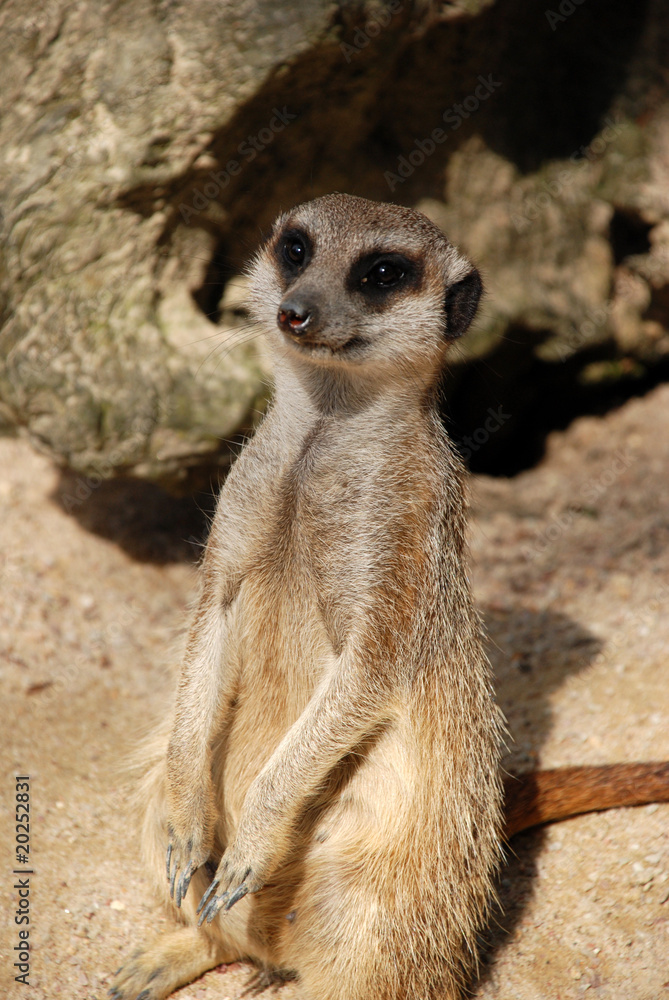 le suricate le suricate