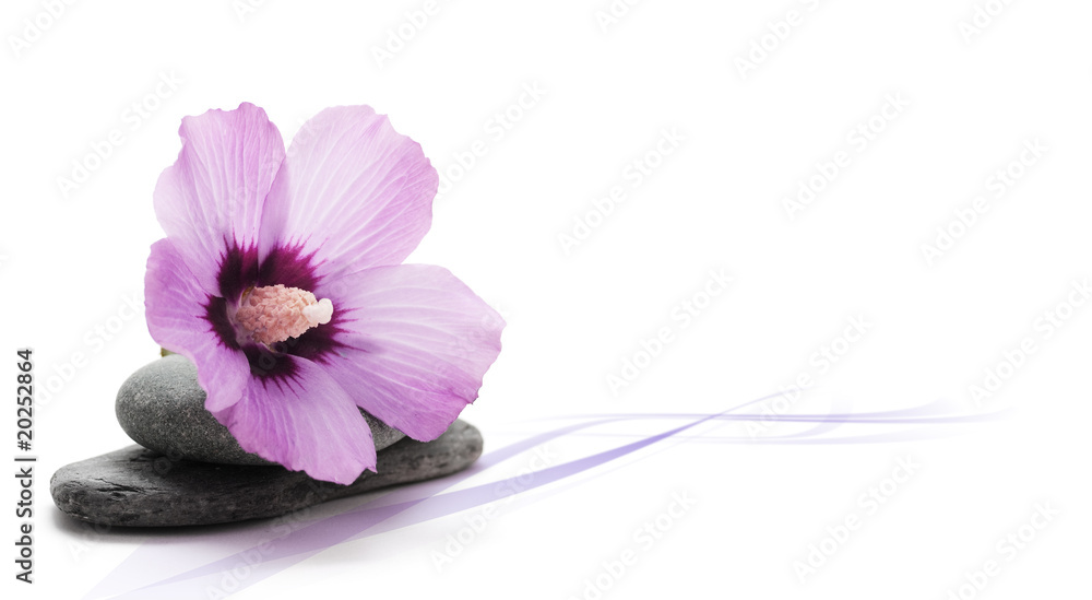 image décoration zen, relaxation fleur rose, décor fond blanc image décoration zen, relaxation fleur rose, décor fond blanc