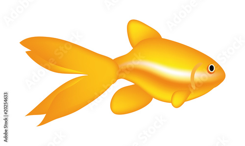 gold fish
