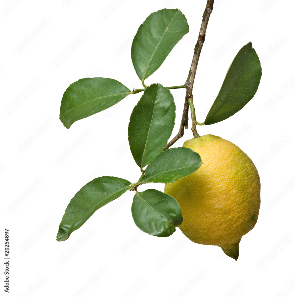 Lemon on branch