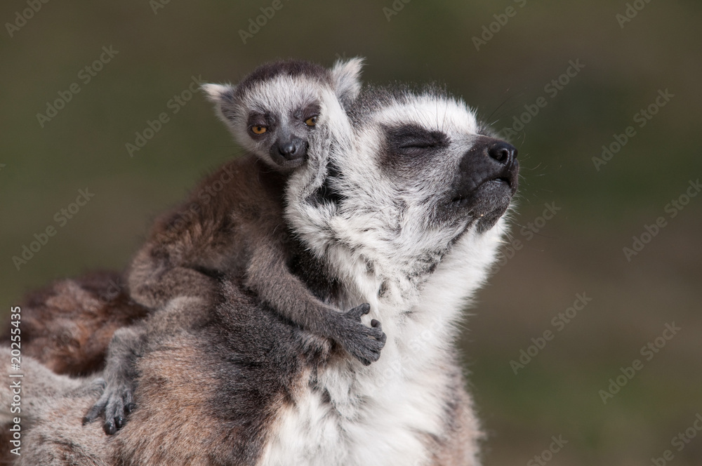 Obraz premium hugging the mother