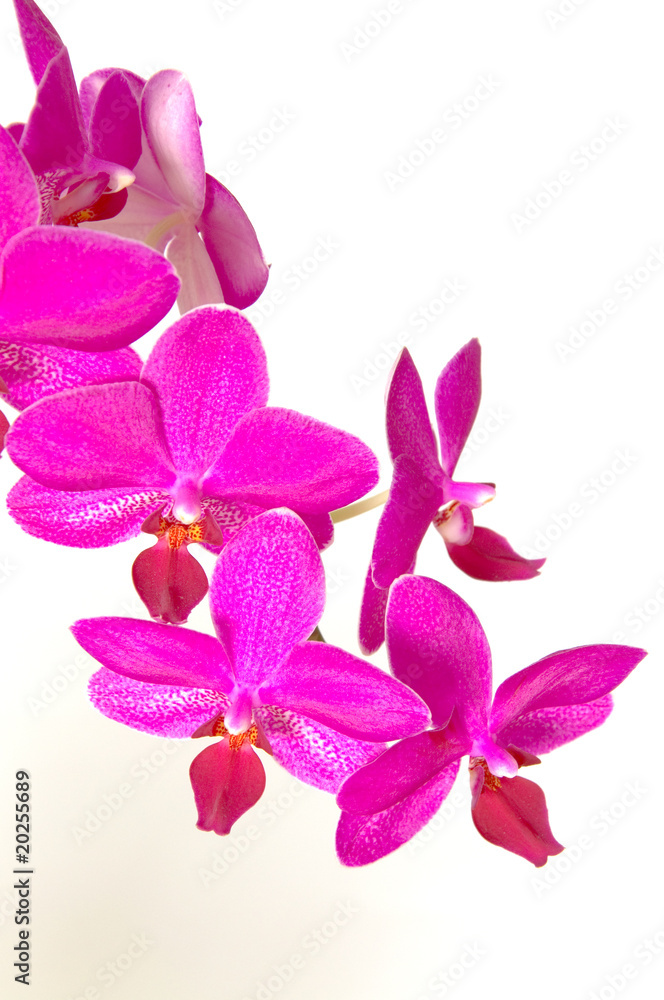 Orchidee Orchidee