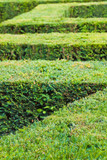 Labyrinth of green bushes close up