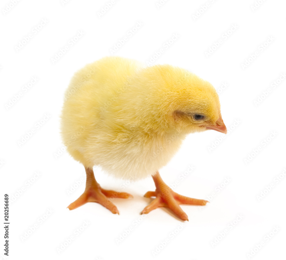 Fototapeta premium chicken