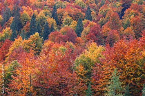 Vivid multi-colored autumn Slovenian forest. High angle view.