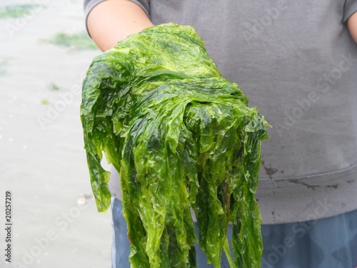 algae