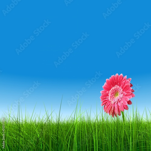 high resolution 3d green grass a pink flower over a blue sky