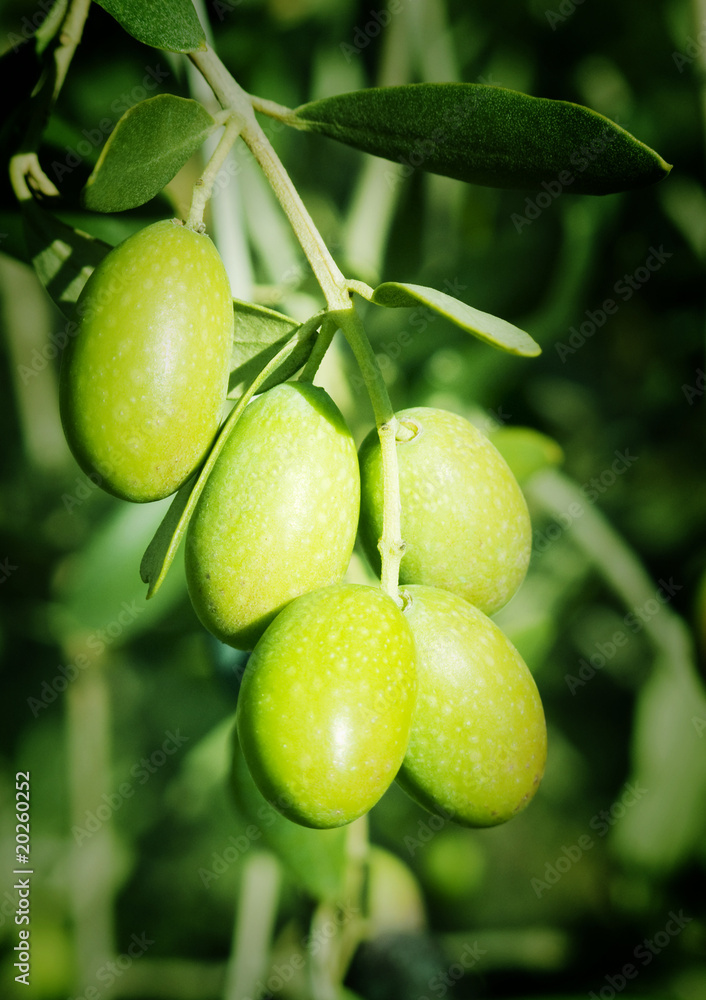 Green olives on a tree Green olives on a tree