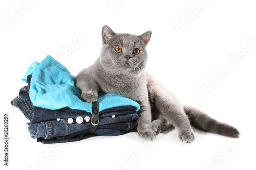 British cat sitting on Set of clothes