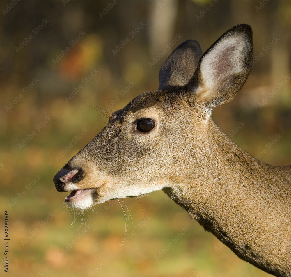 Obraz premium whitetail