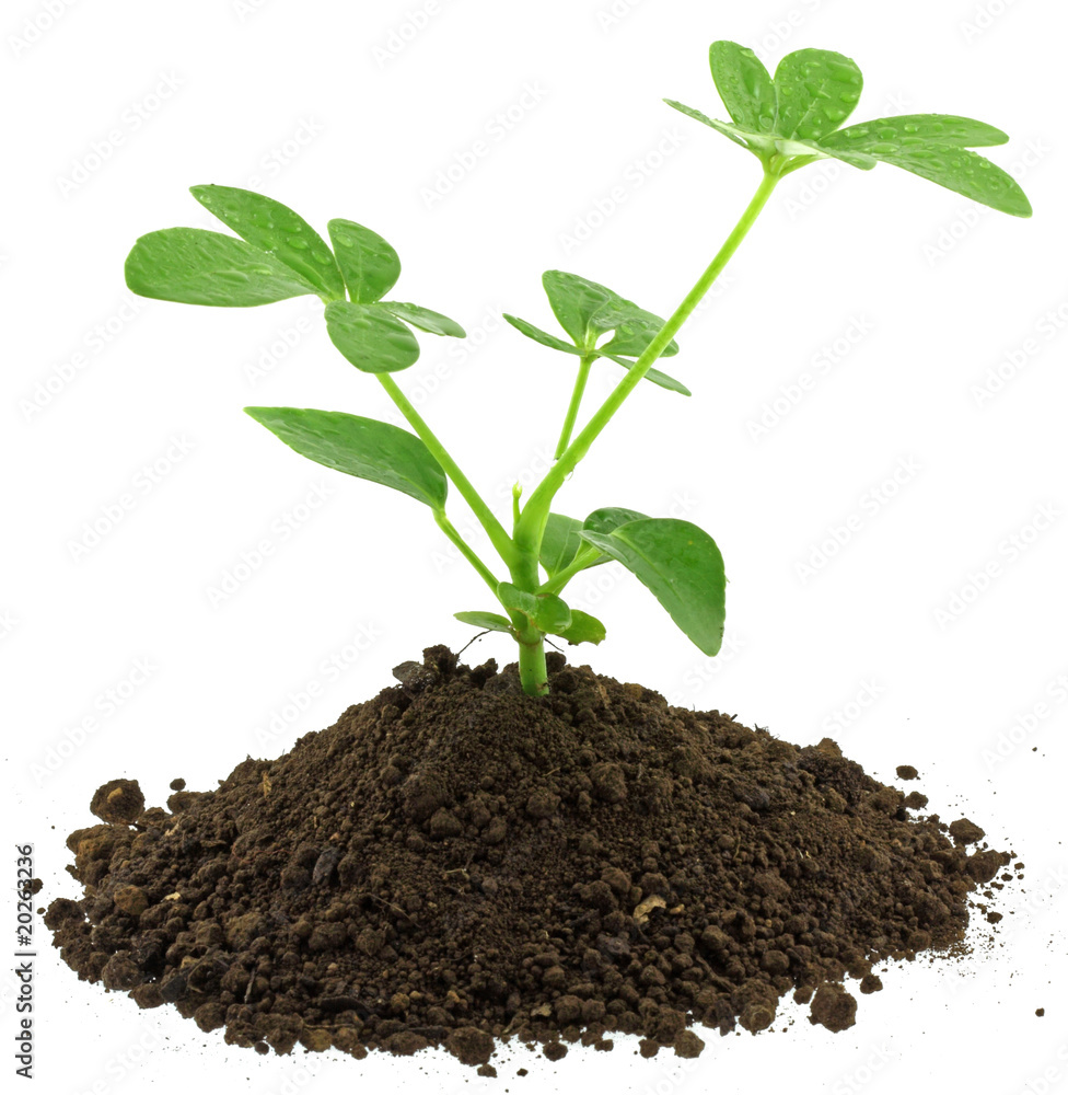 jeune plant jeune plant