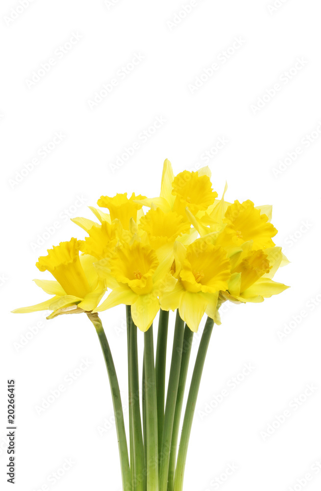 Spray of daffodil flowers