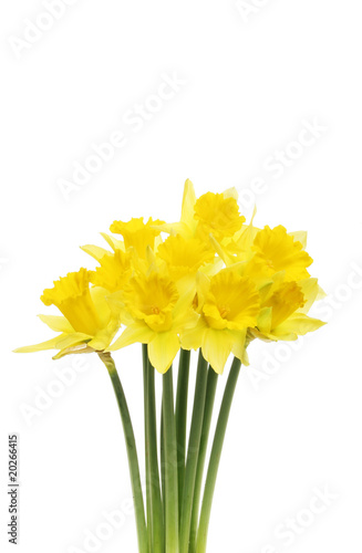 Fototapeta Naklejka Na Ścianę i Meble -  Spray of daffodil flowers