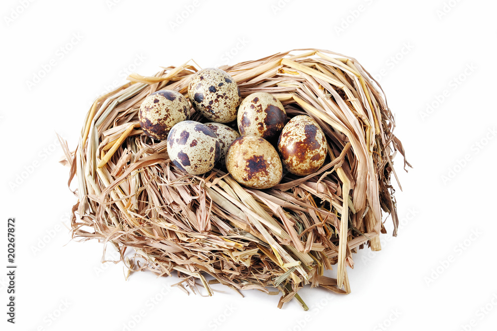 Quail Eggs Quail Eggs